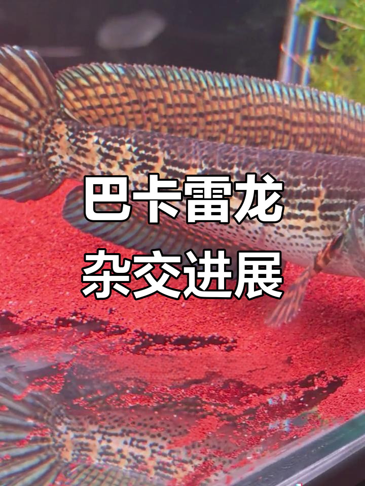 梦幻巴卡雷龙与黄金眼镜蛇杂交，成功繁殖在望