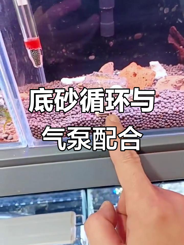 底滤板过滤系统揭秘:如何让鱼缸更干净?