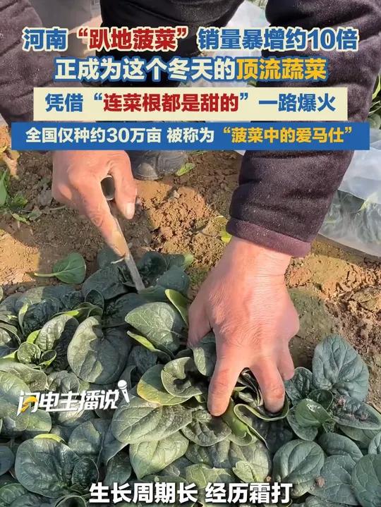 河南“趴地菠菜”正成为这个冬天的顶流蔬菜,被称为“菠菜中的爱马仕”