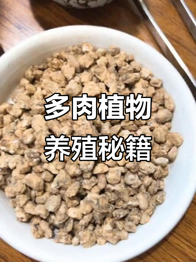 想要了解多肉养护?清绿茶分享更多实用技巧!