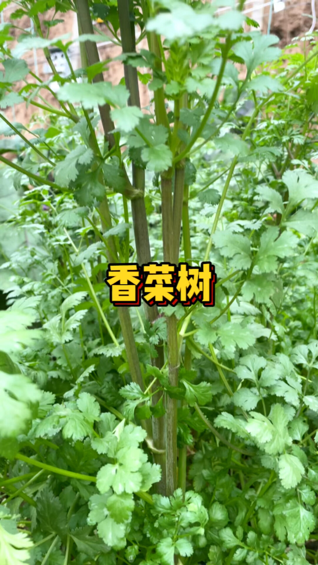 香菜长成树了