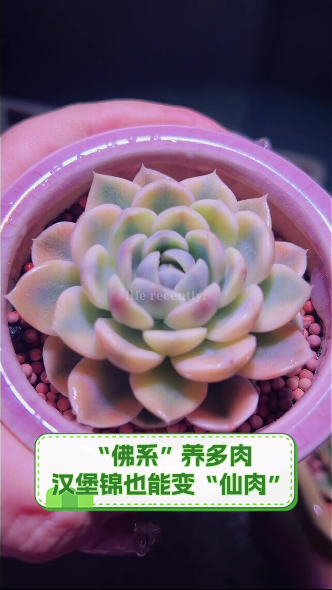“佛系”养多肉,汉堡锦也能变“仙肉”