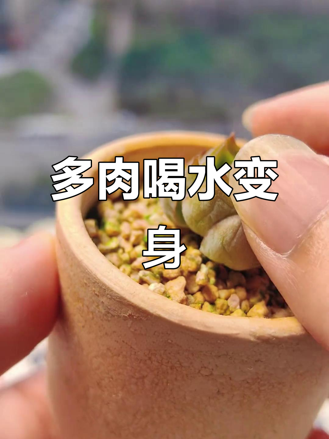 灰姑娘蜕变记：如何让多肉重生为女王