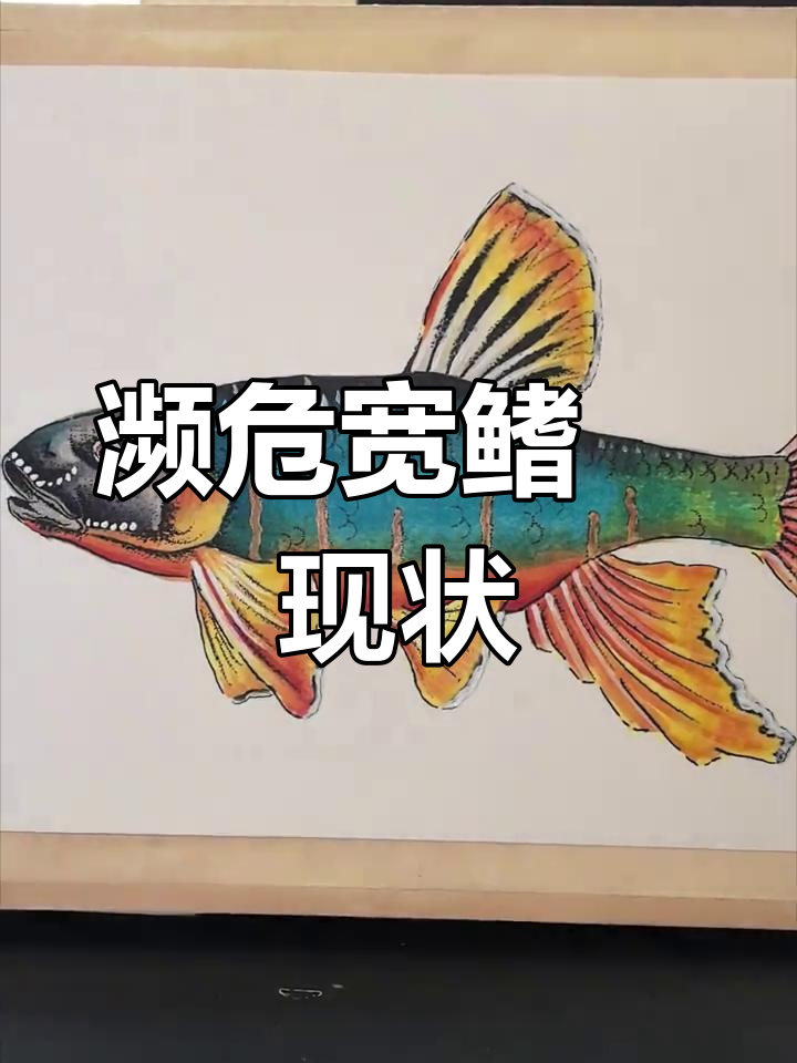珍稀淡水鱼宽鳍鱲,因美味遭疯狂捕杀,数量急剧下降