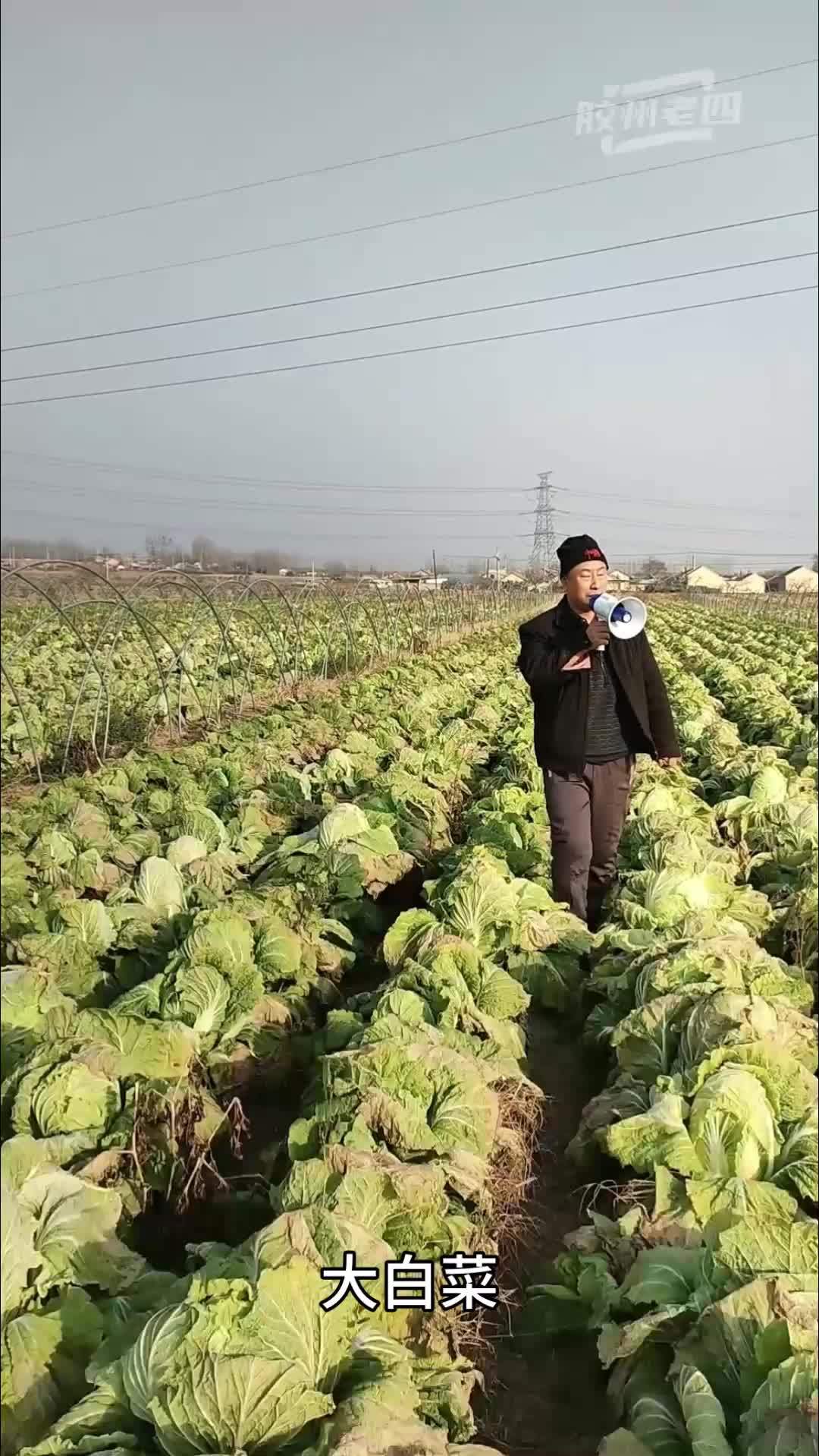 创作灵感 村长让我卖白菜，幸亏当年学过拼音，外地的朋友，你们听懂了吗？大白菜 胶州特产 记