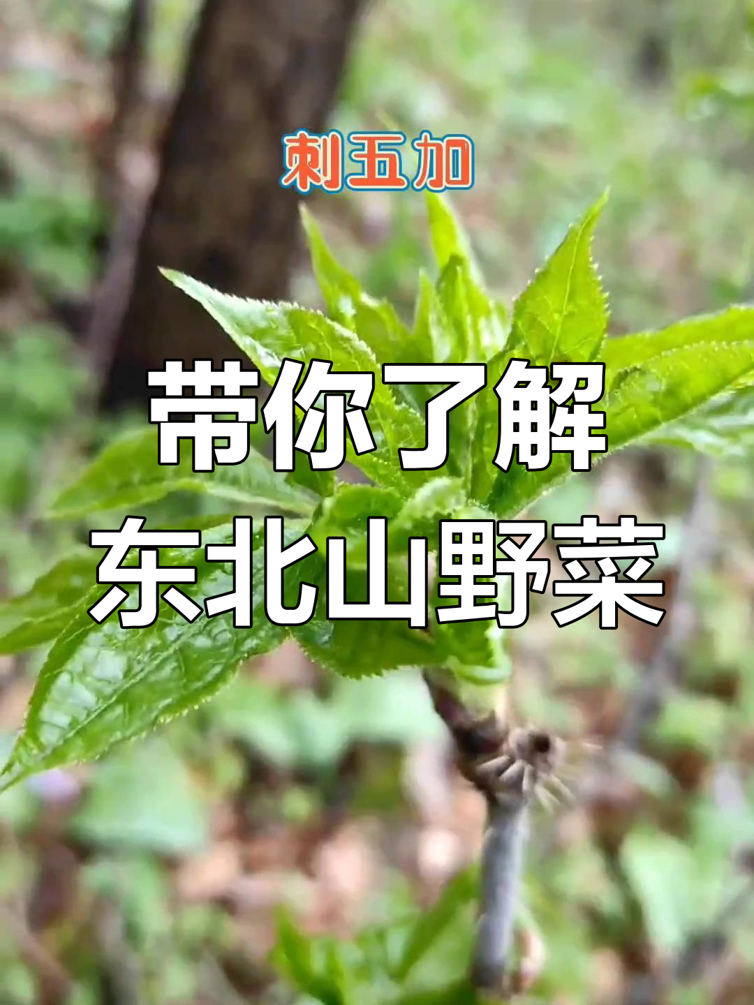 东北山野菜大揭秘,你的家乡有这些美味吗?