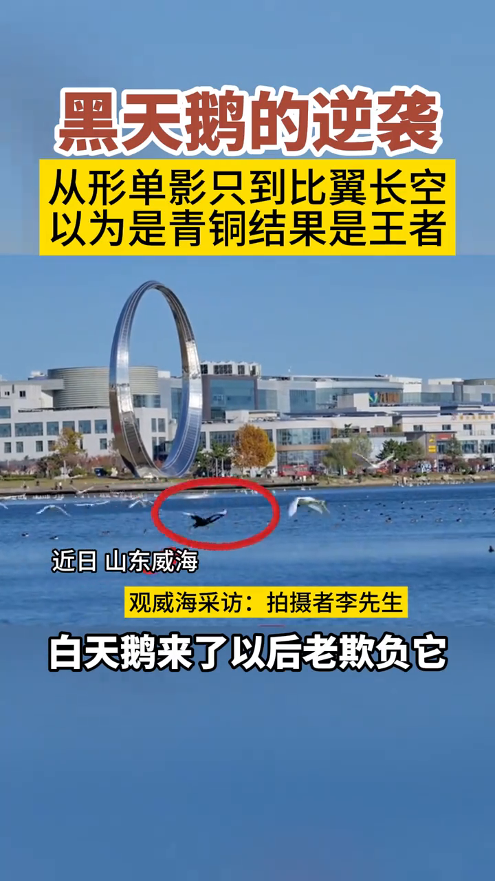 早飞的不一定高,晚起的不一定慢,一只黑天鹅的逆袭诠释生命韧性
