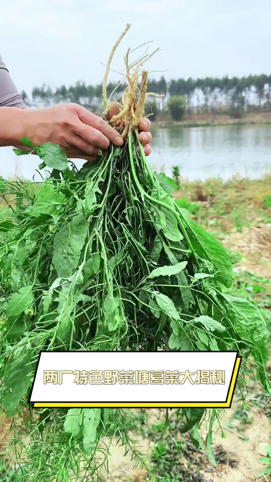 两广特色野菜塘葛菜大揭秘