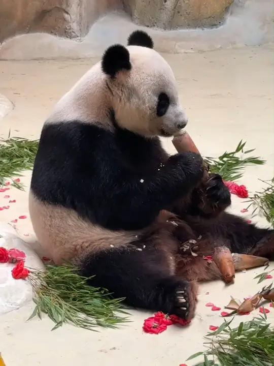 南京七只大熊猫集体庆生 炎炎夏日享用冰“蛋糕”