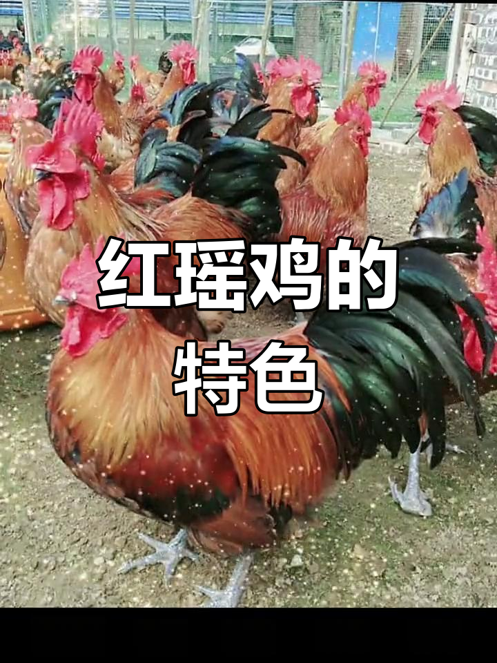 红瑶鸡特征明显,冠红羽黄,胫长有毛,独特而美丽