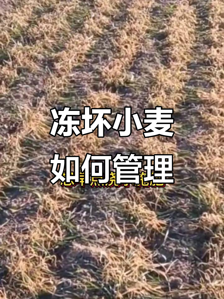 小麦冻害后,浇水施肥能行吗?专家解答来了