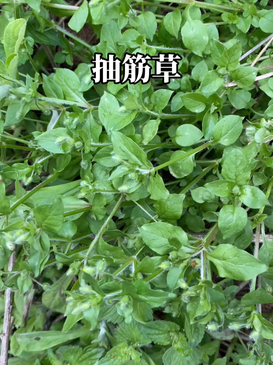 抽筋菜的神仙吃法