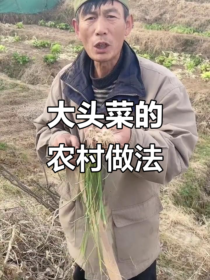 东北大头菜:腌咸菜、做汤,取之不尽的乡村美味