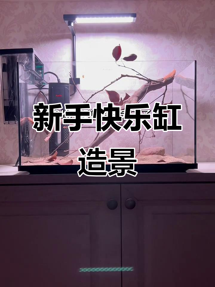 50鱼缸新手开缸全流程,打造完美水族景观