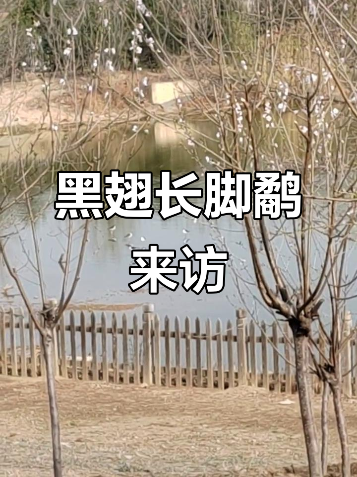 唐山野生动物救助站迎来黑翅长脚鹬,美丽精灵现身园中