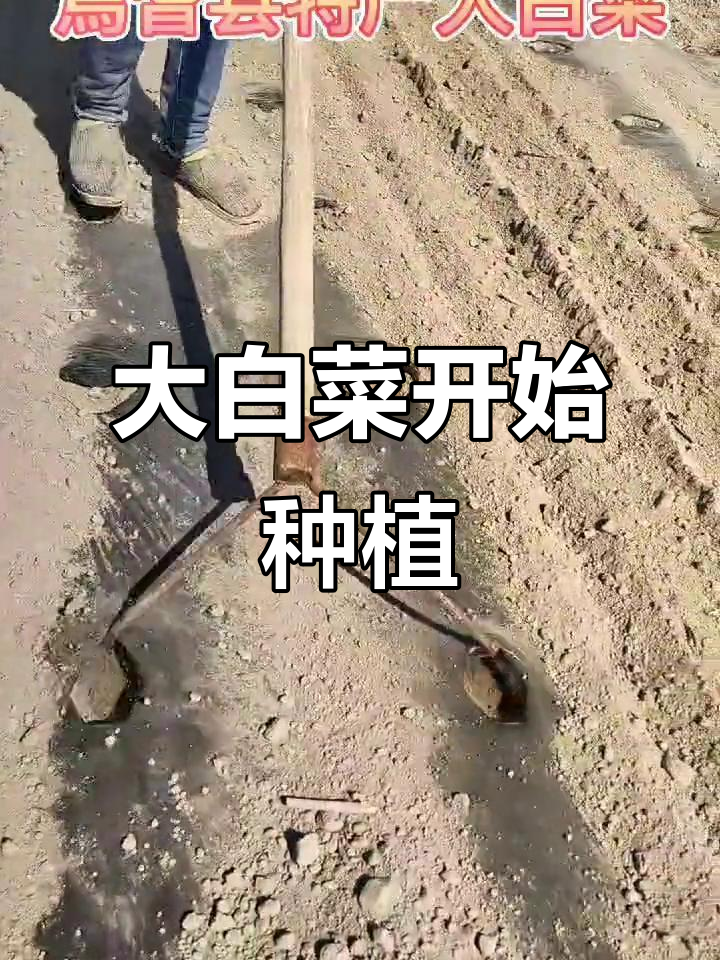 焉耆县3000亩大白菜播种，丰收在望