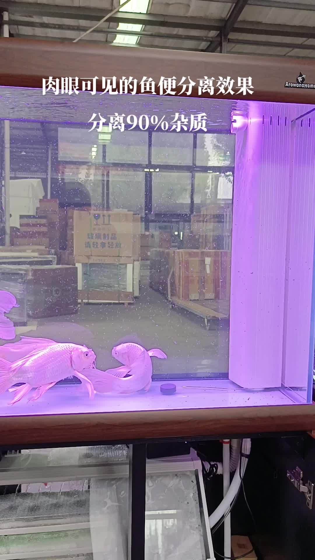 肉眼可见的杂质分离效果!小小鱼便分离器!强大的物理过滤能力!鱼缸里的大自然 养鱼日记 水族