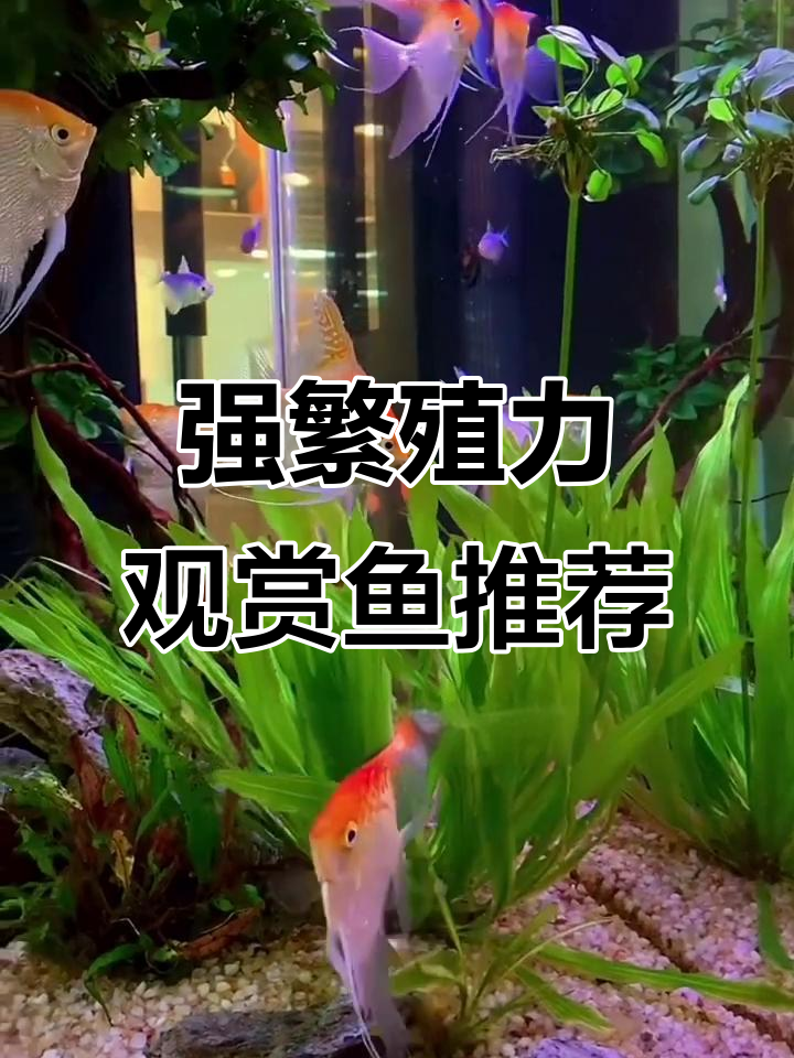 4种超能生的观赏鱼,轻松养爆缸!