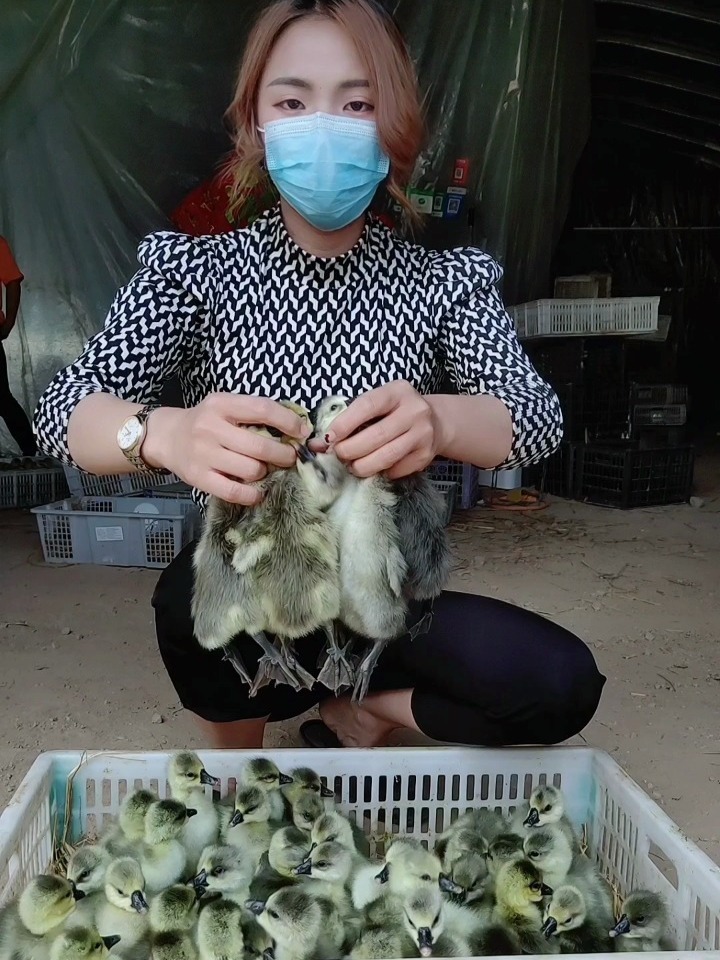 新手养鹅如何给小鹅分公母