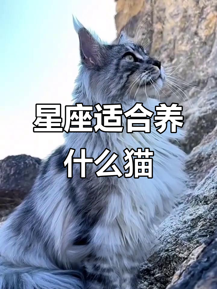 十二星座最适合养的猫咪类型,性格与气质完美匹配