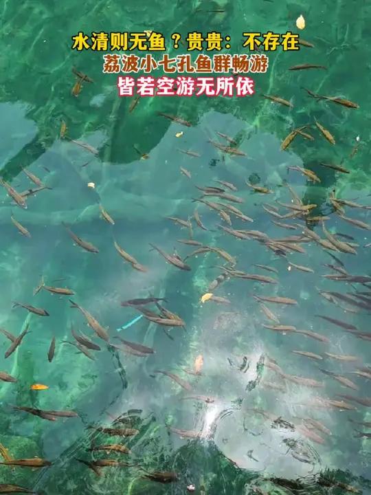 水清则无鱼?贵贵:不存在～荔波小七孔鱼群畅游,皆若空游无所依。来源