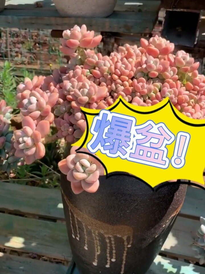 史上最容易爆盆的十种多肉