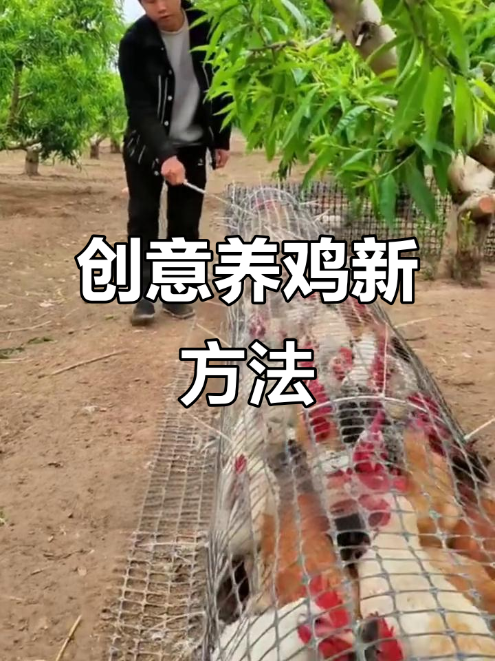 塑料网与竹竿打造鸡笼隧道,生态又高效