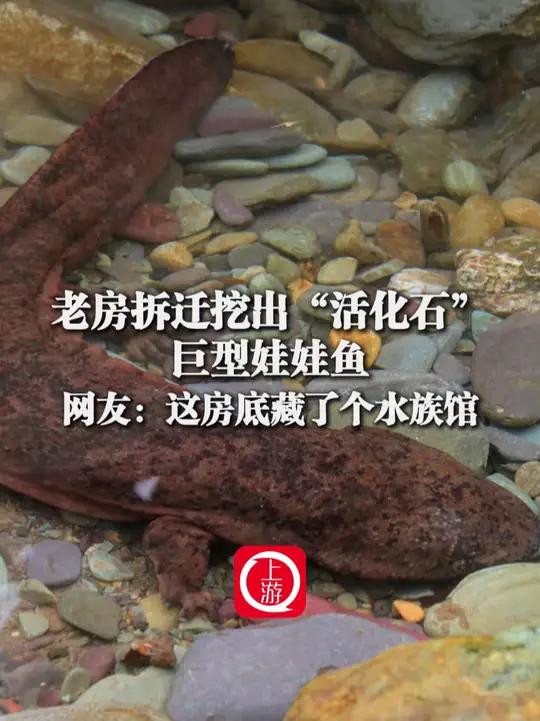 2月28日 湖南湘西,老房子拆迁挖出“活化石”巨型娃娃鱼,网友:这房底藏了个水族馆