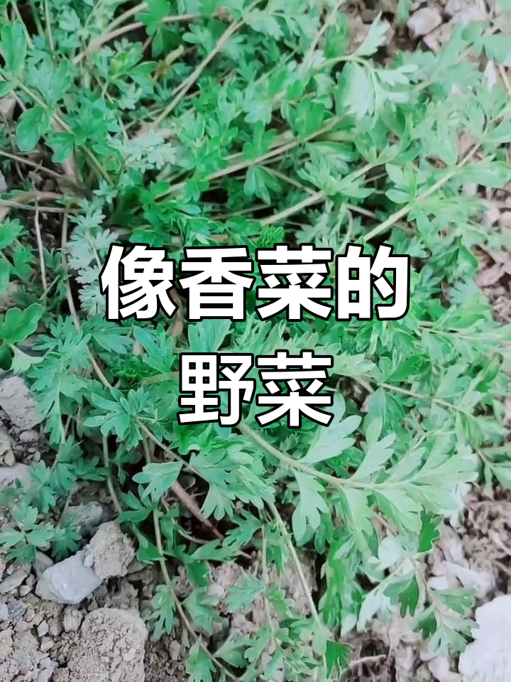 田间常见“鸡毛草”,竟和香菜如此相似,嫩叶焯水后更美味