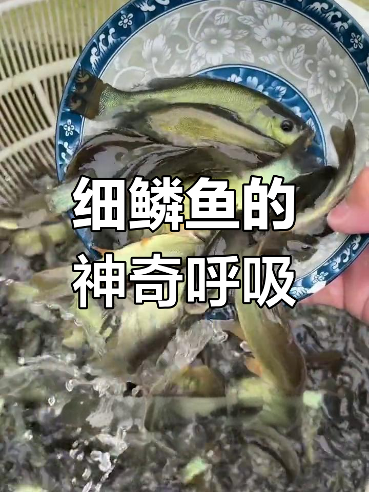 细鳞鱼能通过皮肤呼吸,生长迅速,最大可达15斤