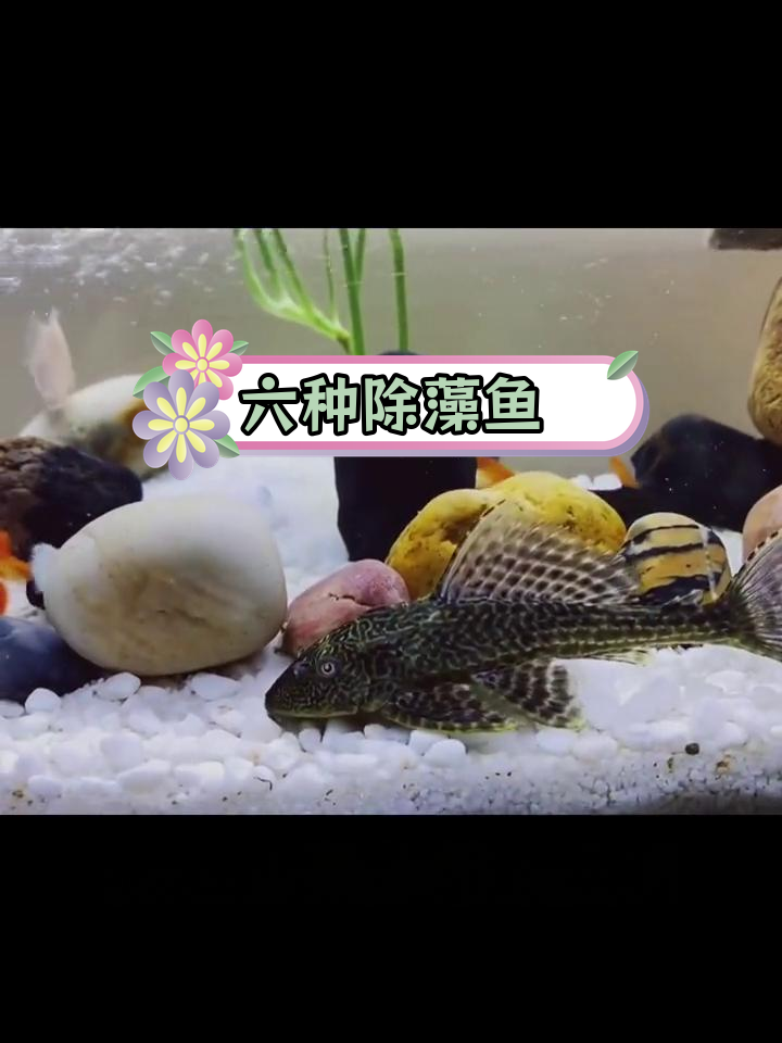 鱼缸清洁工推荐:六种食藻鱼类