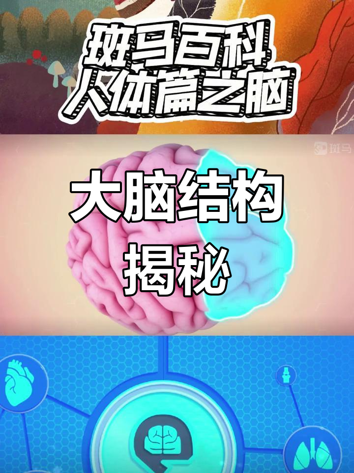 探索大脑结构,了解各部位如何支配我们的身体功能