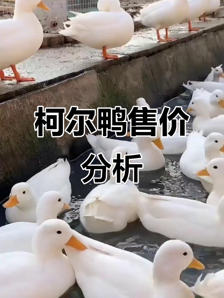 柯尔鸭价格揭秘：宠物小鸭子到底值多少钱？