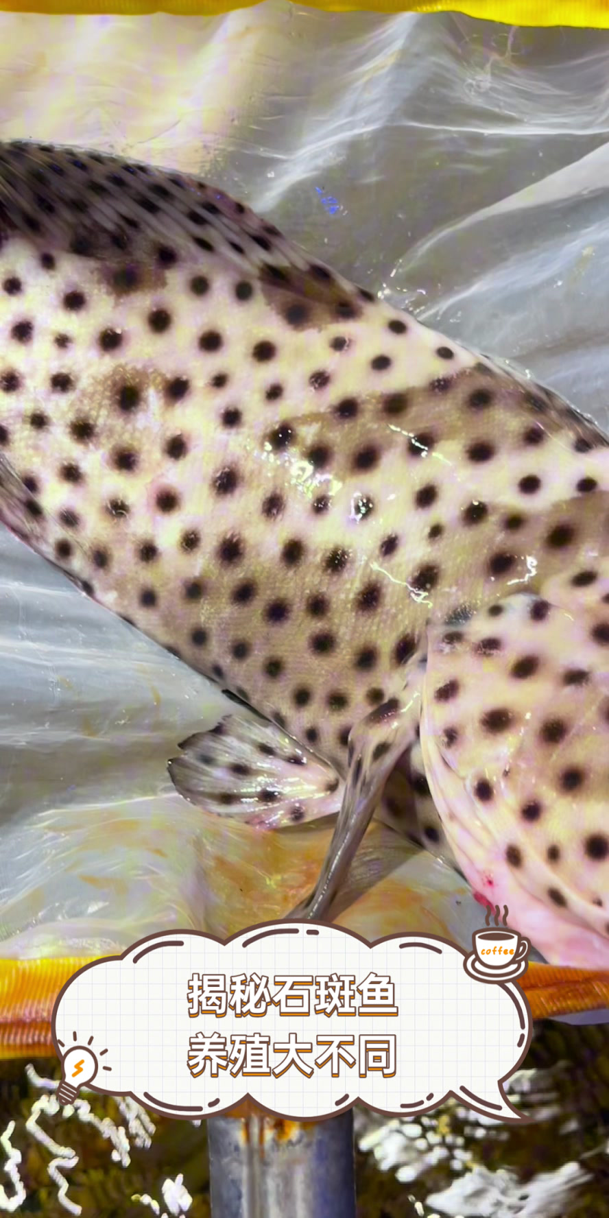 揭秘石斑鱼养殖大不同