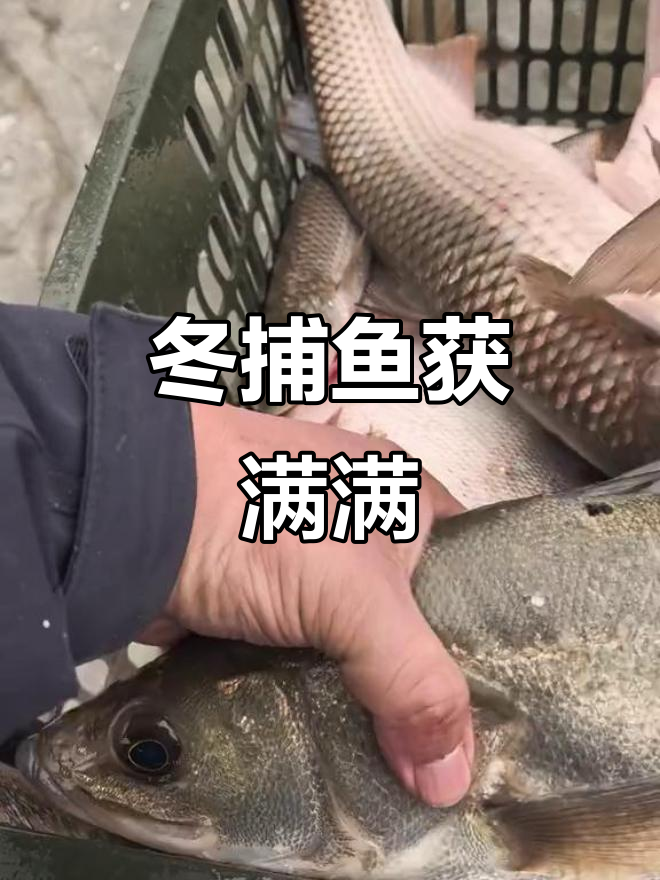 冬捕现场鱼群大丰收