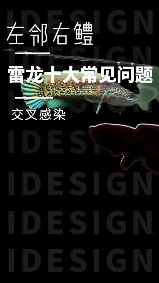 雷龙鱼十大常见问题 交叉感染 雷龙鱼 黄金眼镜蛇雷龙 巴卡雷龙 观赏鱼 雷龙鱼苗饲养方法