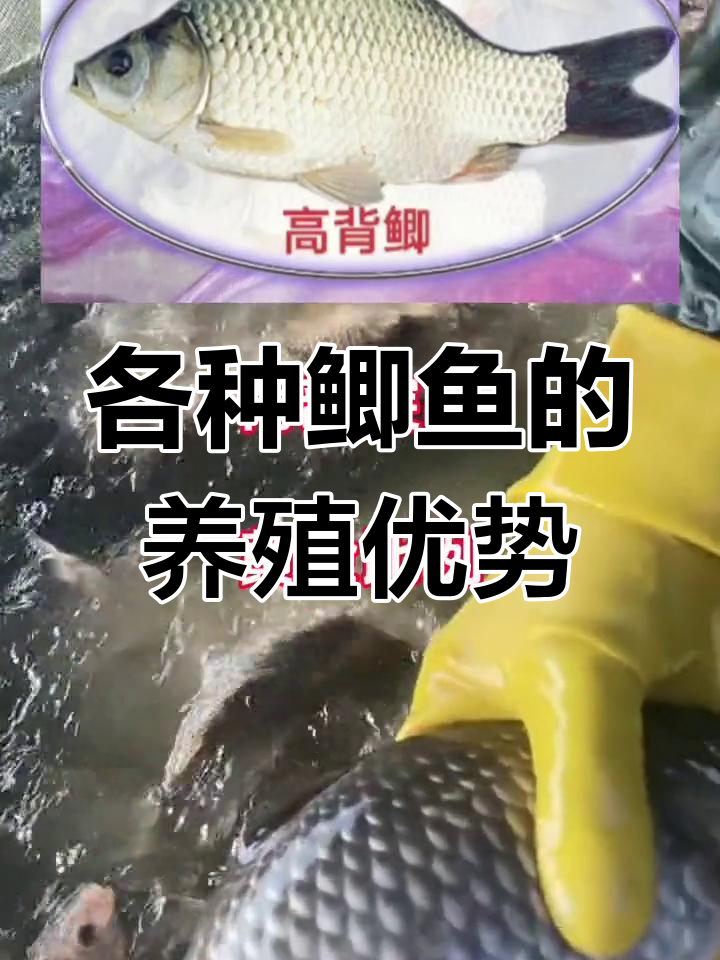 鲫鱼品种大揭秘:从土鲫到彭泽鲫,哪种最适合你?