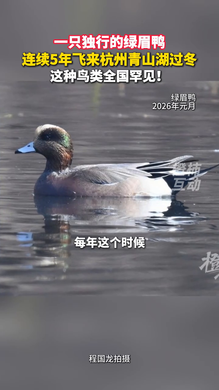 一只独行的绿眉鸭连续5年飞来杭州青山湖过冬 这种鸟类全国罕见