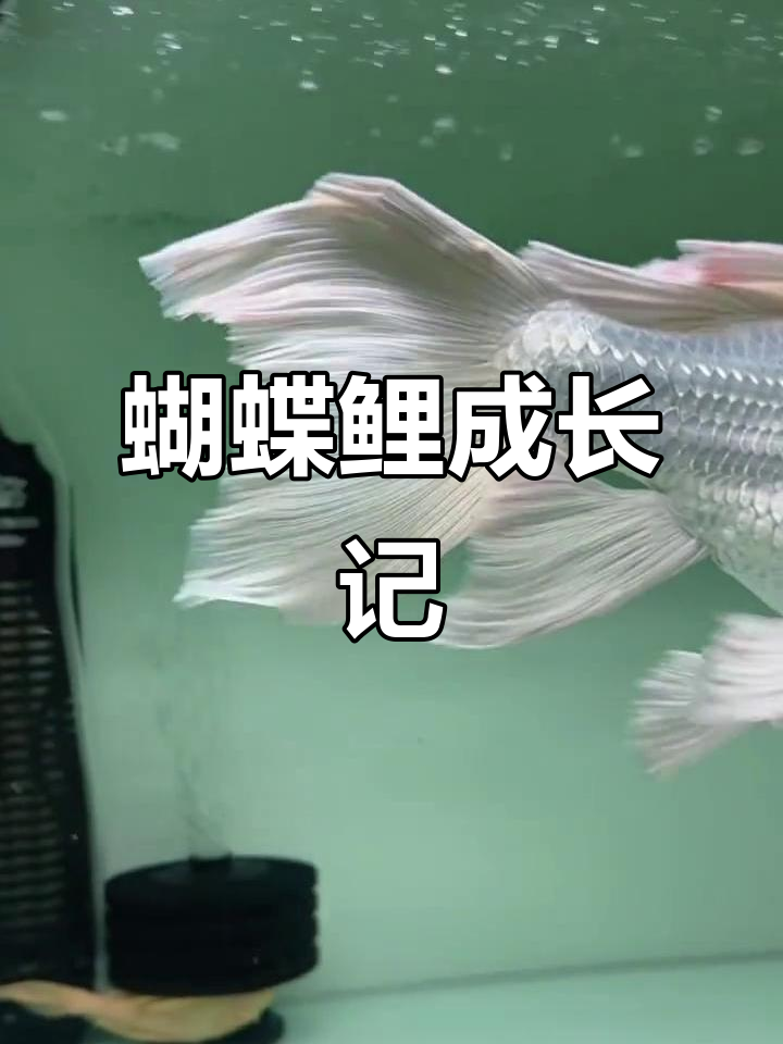 蝴蝶鲤鱼鳍修复,三十天见证完美蜕变