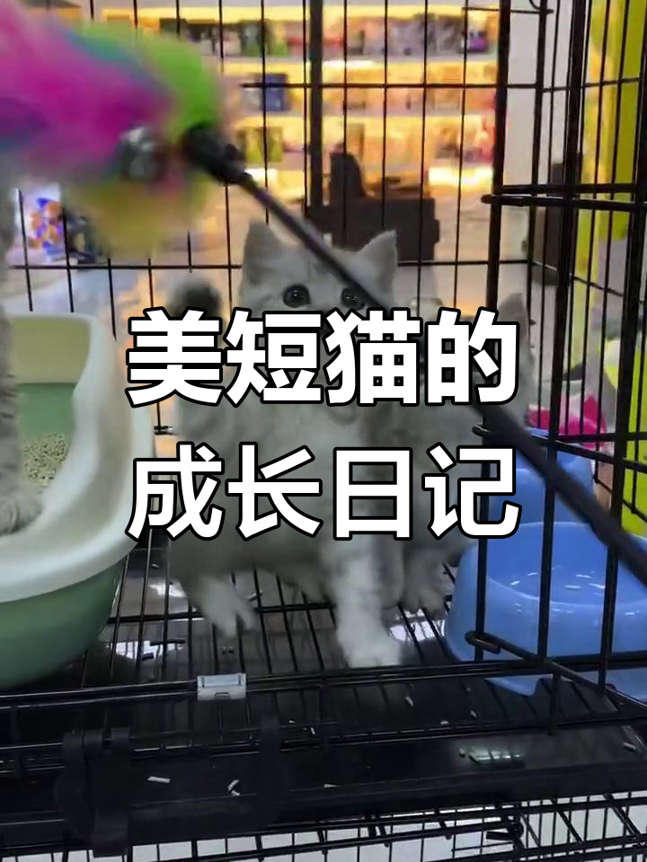 鱼骨刺美短,成长记录