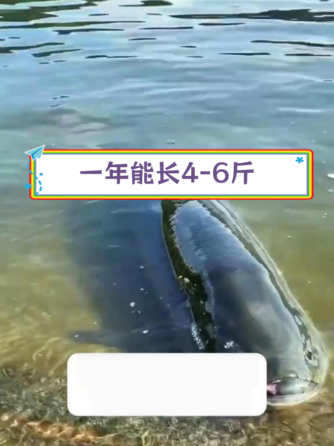 青鱼养殖:四大家鱼的领头羊