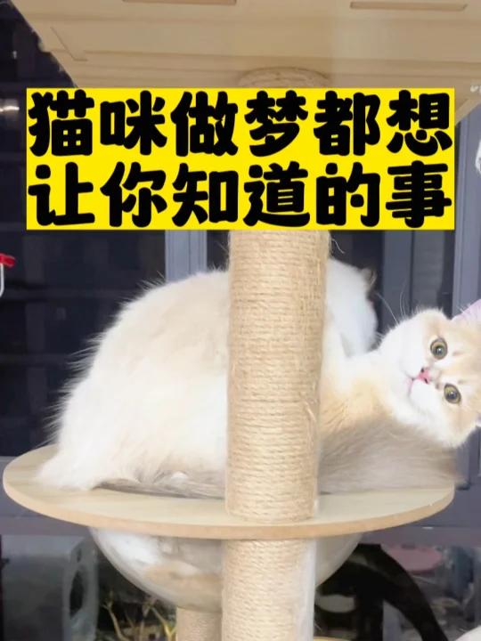 家里猫咪爱舔毛,猫毛长期堆积在身体里会产生严重问题,一定要多吃猫草,不爱吃猫草或者嫌种猫草