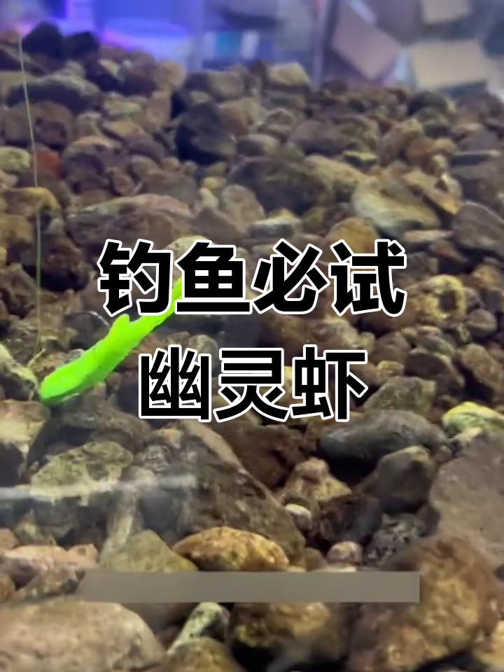 钓鲈鱼桂鱼的必备幽灵虾,气泡与倒吊完美结合