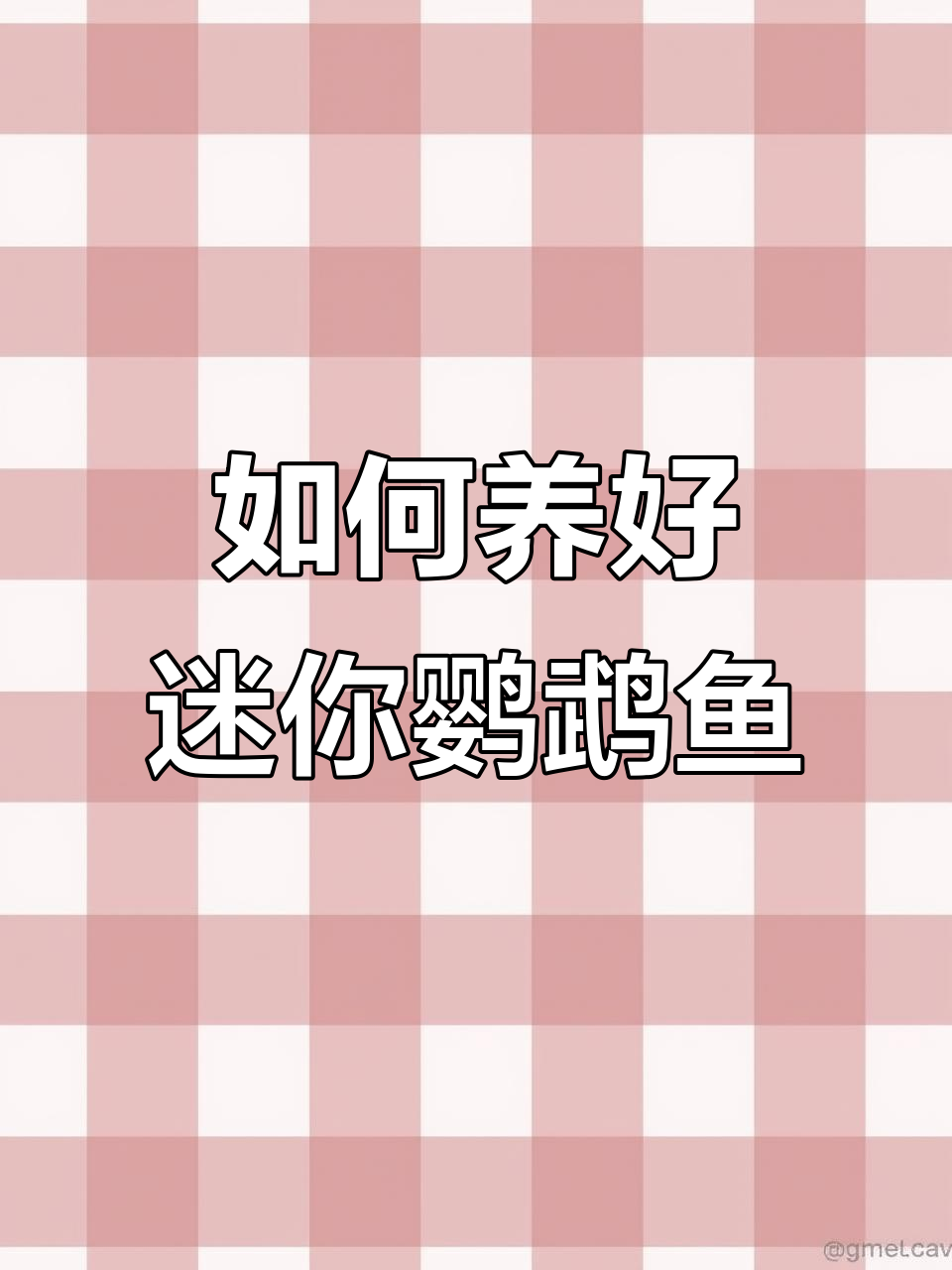 迷你鹦鹉鱼饲养全攻略:从过滤选择到日常管理