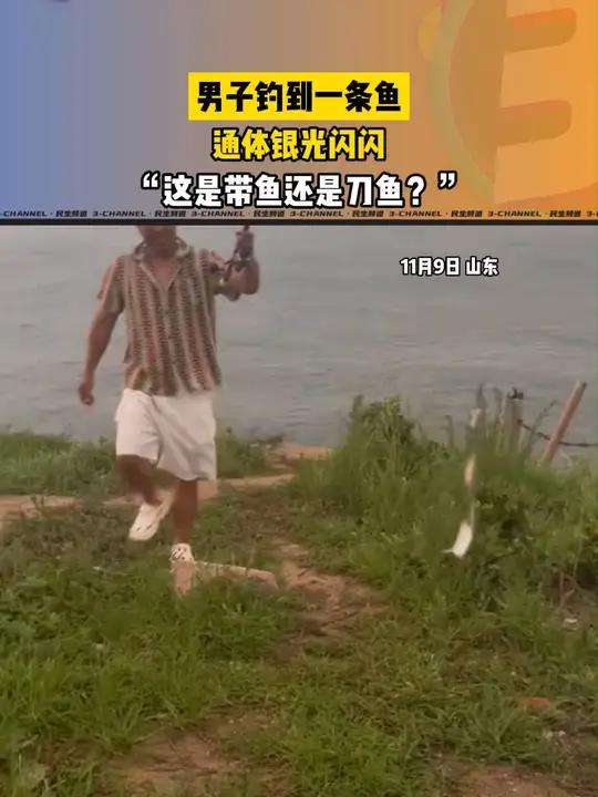 一直没有搞清楚带鱼和刀鱼的区别,有人知道吗?