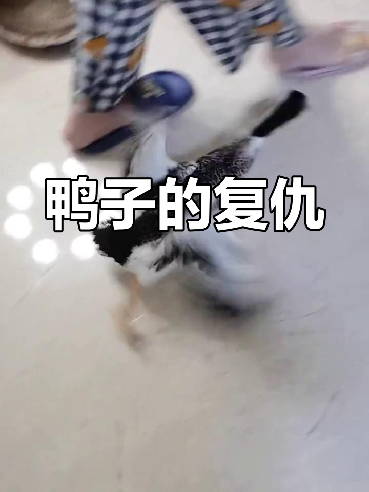 鸭子记仇,见拖鞋就咬,连猫都不放过!
