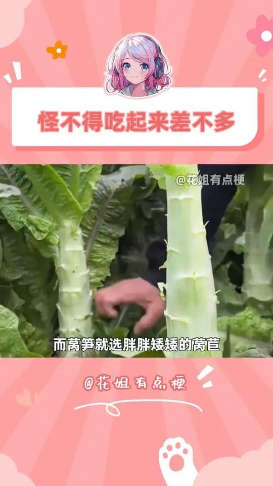 吃不完的莴笋晒干能当贡菜？