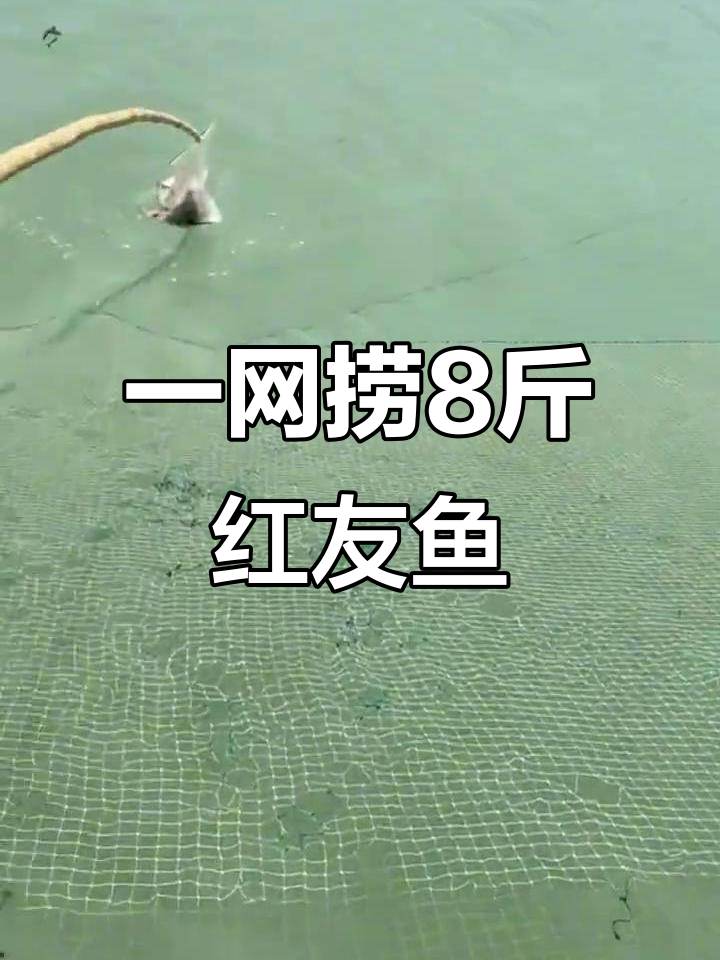 野生红友鱼一网捞8斤，刺激捕捞瞬间大揭秘