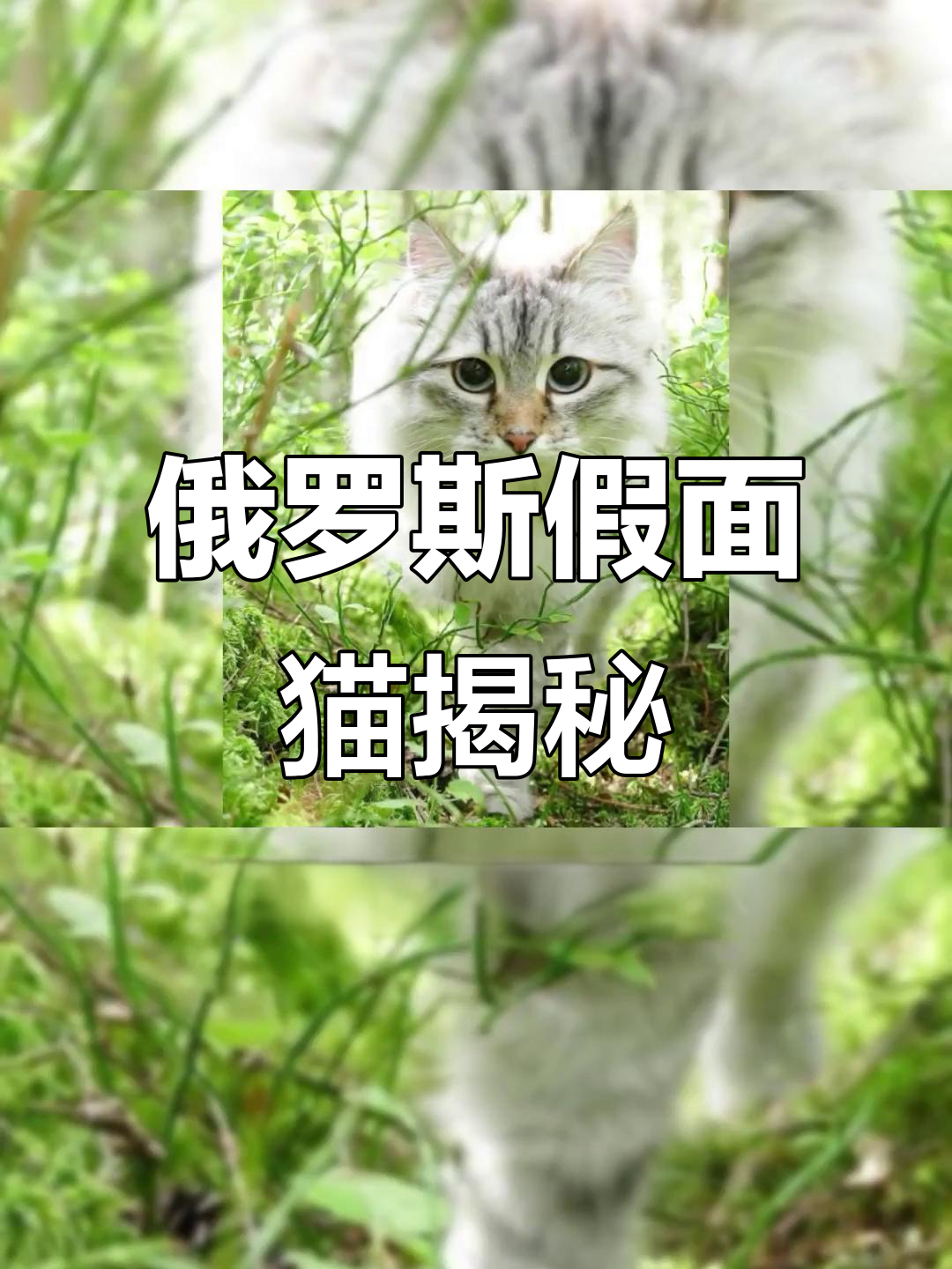 俄罗斯假面猫与涅瓦猫:两种独特猫咪的秘密