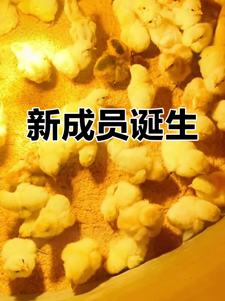 21天辛苦孵化,终于迎来了新生命!白乌鸡小鸡破壳瞬间